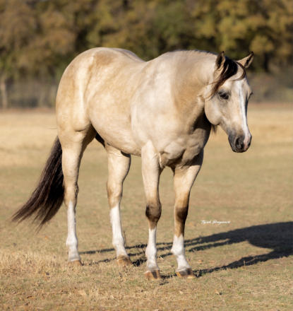 HorseID: 2280901 Ucan Call Me Mister - PhotoID: 1055706