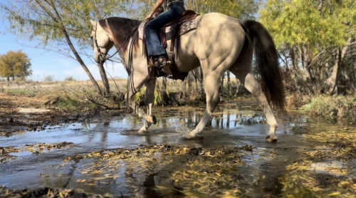 HorseID: 2280901 Ucan Call Me Mister - PhotoID: 1055707