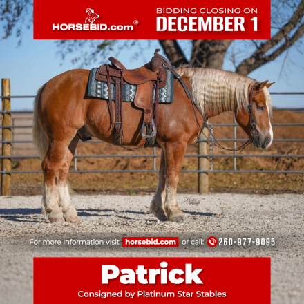 HorseID: 2280903 Patrick - PhotoID: 1055696
