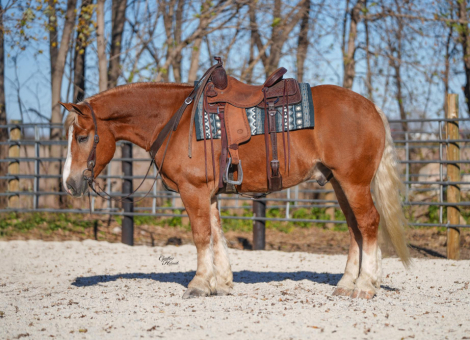 HorseID: 2280903 Patrick - PhotoID: 1055697