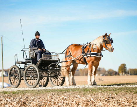 HorseID: 2280903 Patrick - PhotoID: 1055698