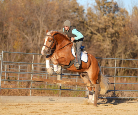 HorseID: 2280903 Patrick - PhotoID: 1055699