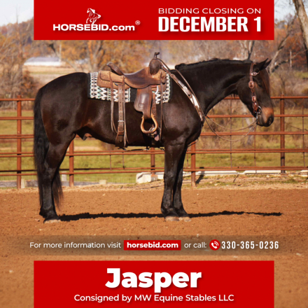HorseID: 2280904 Jasper - PhotoID: 1055716