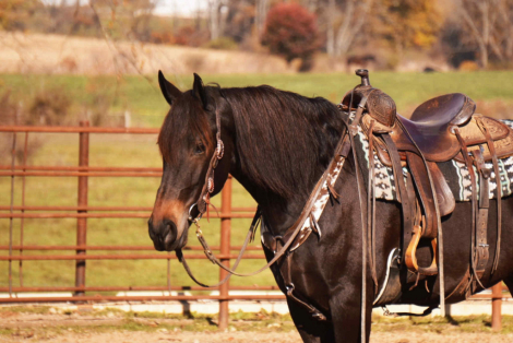 HorseID: 2280904 Jasper - PhotoID: 1055717