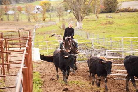 HorseID: 2280904 Jasper - PhotoID: 1055719