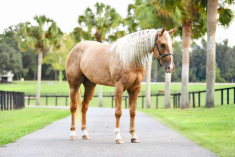 HorseID: 2280905 PEPPYS FOOLISHDANDEE - PhotoID: 1055693