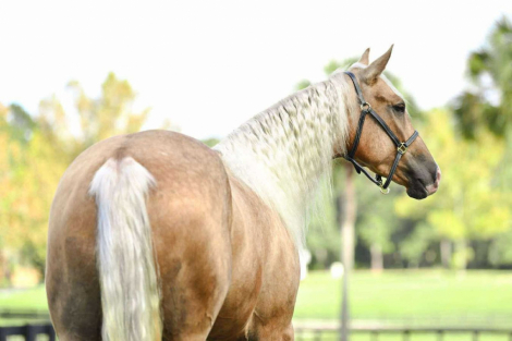 HorseID: 2280905 PEPPYS FOOLISHDANDEE - PhotoID: 1055694