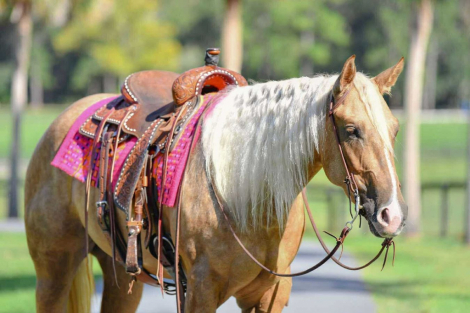 HorseID: 2280905 PEPPYS FOOLISHDANDEE - PhotoID: 1055695