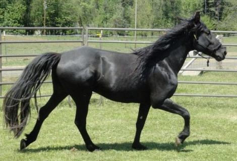 HorseID: 2281150 Sequoia's Double Trouble - PhotoID: 1089123