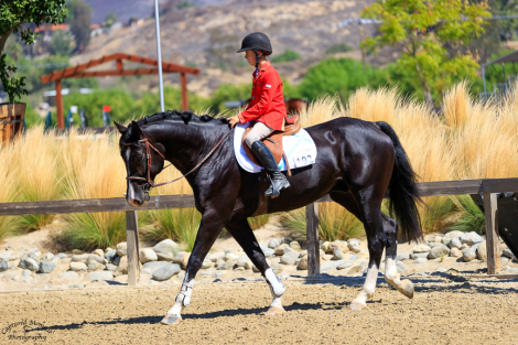 HorseID: 2283024 Prime Time - PhotoID: 1089311