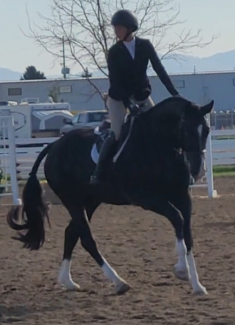 HorseID: 2283024 Prime Time - PhotoID: 1089312