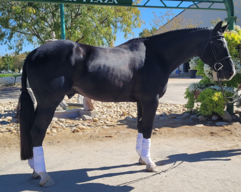 HorseID: 2283024 Prime Time - PhotoID: 1089313