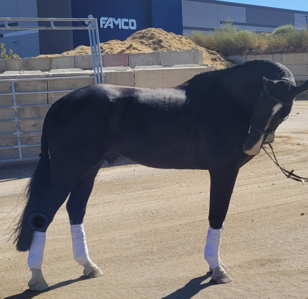 HorseID: 2283024 Prime Time - PhotoID: 1089314