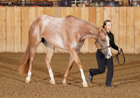 HorseID: 2283096 Bet She Wears Prada - PhotoID: 1088604