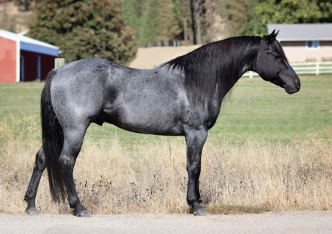 HorseID: 2284466 Roaninic - PhotoID: 1060491