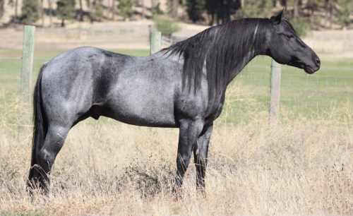 HorseID: 2284466 Roaninic - PhotoID: 1060492