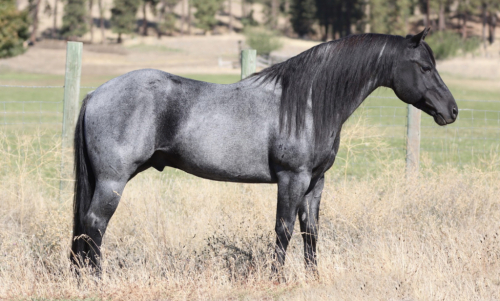 HorseID: 2284466 Roaninic - PhotoID: 1060493