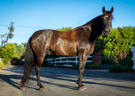 HorseID: 2284628 Eco da Rodeio - PhotoID: 1088441