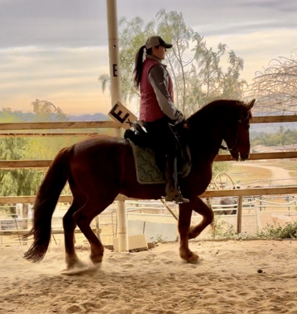 HorseID: 2284857 Whiskey - PhotoID: 1061014