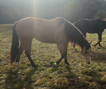 HorseID: 2284937 BID ON SILK BUNNY - PhotoID: 1089097