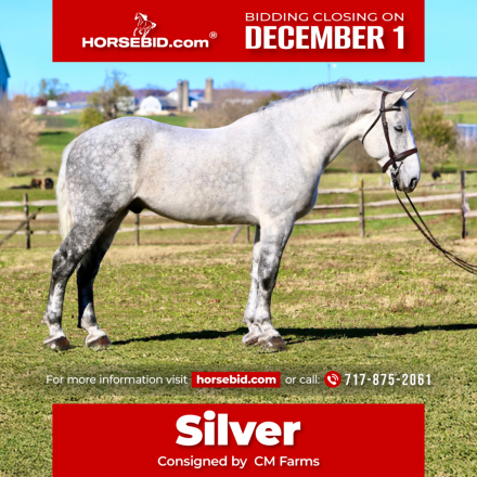 HorseID: 2287438 Silver - PhotoID: 1064614