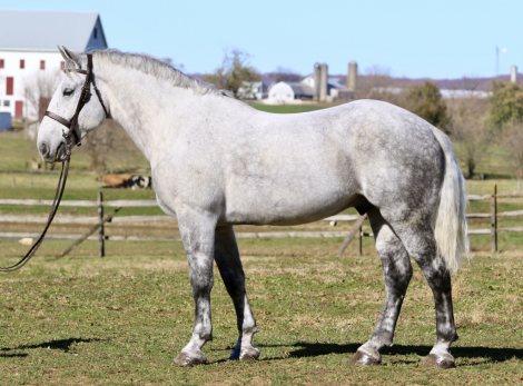 HorseID: 2287438 Silver - PhotoID: 1064615
