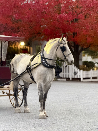 HorseID: 2287438 Silver - PhotoID: 1064616