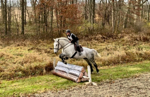 HorseID: 2287438 Silver - PhotoID: 1064617