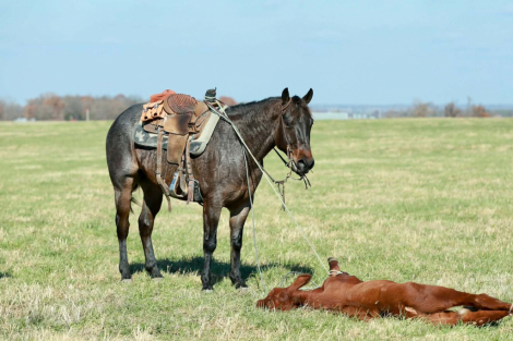 HorseID: 2287439 Jk rowdy Ryan - PhotoID: 1064620