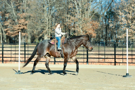 HorseID: 2287439 Jk rowdy Ryan - PhotoID: 1064621