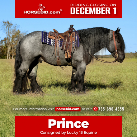 HorseID: 2287441 Cache Creek Sue's Prince - PhotoID: 1064622