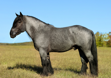 HorseID: 2287441 Cache Creek Sue's Prince - PhotoID: 1064623