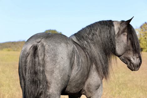 HorseID: 2287441 Cache Creek Sue's Prince - PhotoID: 1067947