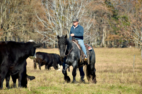HorseID: 2287441 Cache Creek Sue's Prince - PhotoID: 1067948