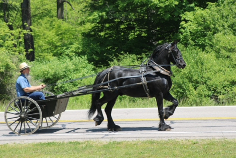 HorseID: 2288397 Jaspers Back Forty, AKA: BUGATTI - PhotoID: 1088463