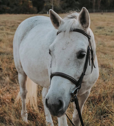 HorseID: 2288498 Bantry Bay's Smuttie - PhotoID: 1089525