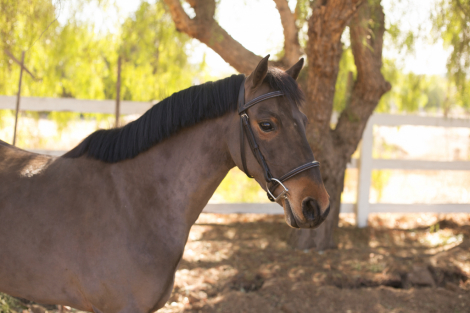 HorseID: 2288714 Teddy - PhotoID: 1089144