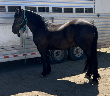 HorseID: 2289419 General Lee - PhotoID: 1089456