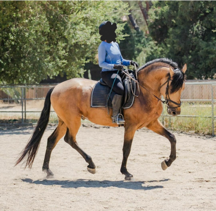 HorseID: 2289502 Faraon RA II - PhotoID: 1067223