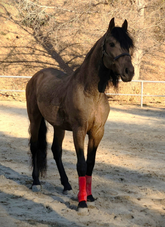 HorseID: 2289502 Faraon RA II - PhotoID: 1067224