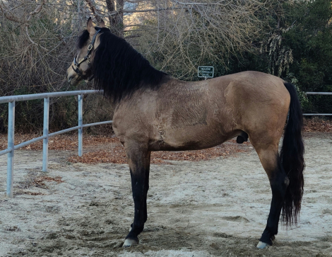 HorseID: 2289502 Faraon RA II - PhotoID: 1067225