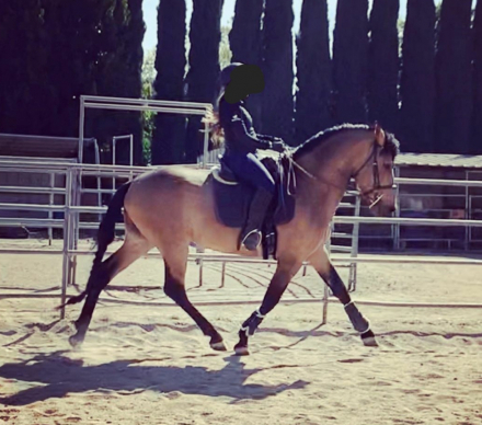 HorseID: 2289502 Faraon RA II - PhotoID: 1067226