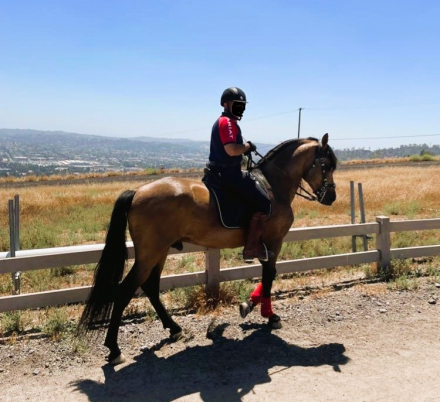 HorseID: 2289502 Faraon RA II - PhotoID: 1067227