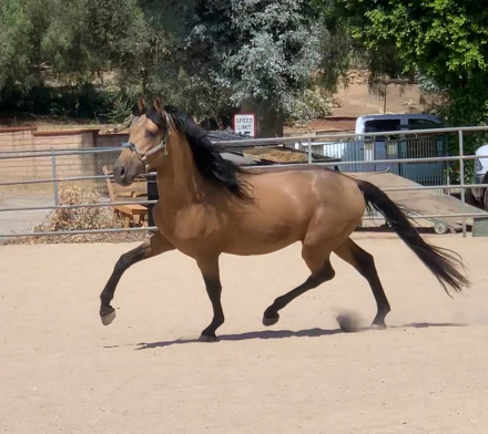 HorseID: 2289502 Faraon RA II - PhotoID: 1067228