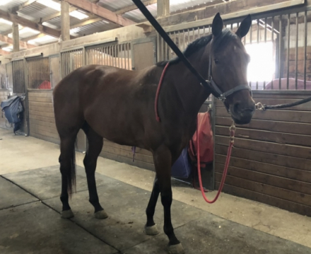 HorseID: 2290529 All Singled Out - PhotoID: 1088913