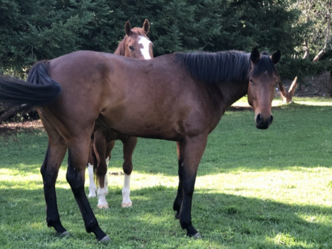 HorseID: 2290529 All Singled Out - PhotoID: 1088914