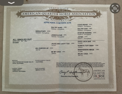 HorseID: 2290529 All Singled Out - PhotoID: 1088915