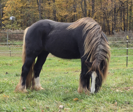 HorseID: 2290634 RHGC DAWN TREADER - PhotoID: 1088994