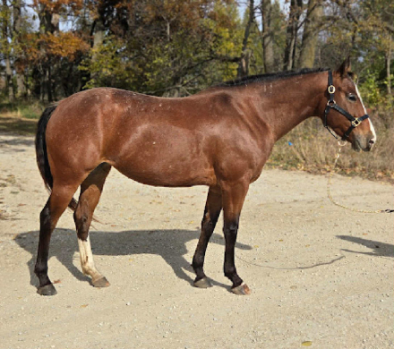 HorseID: 2290722 Cricket - PhotoID: 1088950