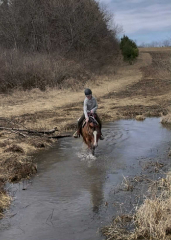 HorseID: 2290722 Cricket - PhotoID: 1088951